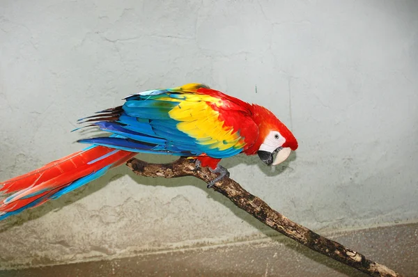 Macaw — Fotografie, imagine de stoc