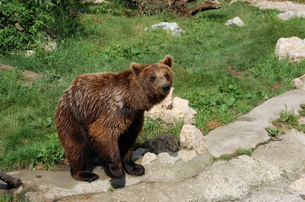 Orso — Foto Stock