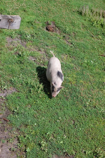 Pig on grass — Stock Photo, Image