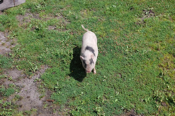 Świnia na trawie — Zdjęcie stockowe