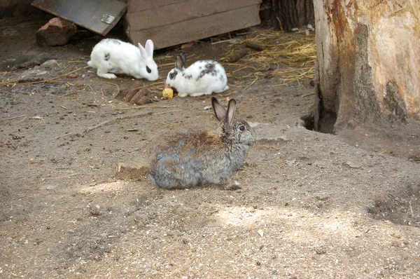 ウサギ — ストック写真