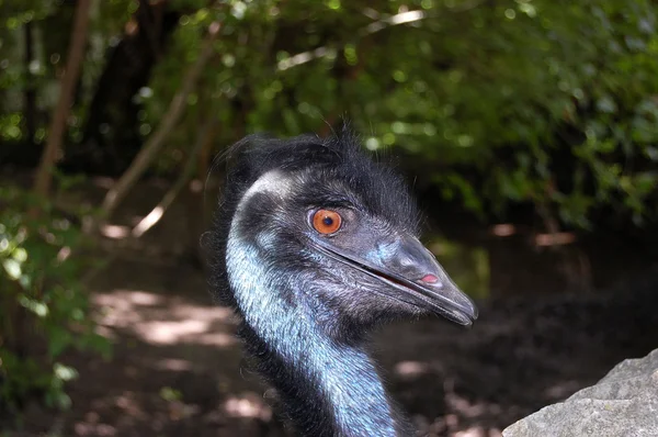 EMU v zoo — Stock fotografie