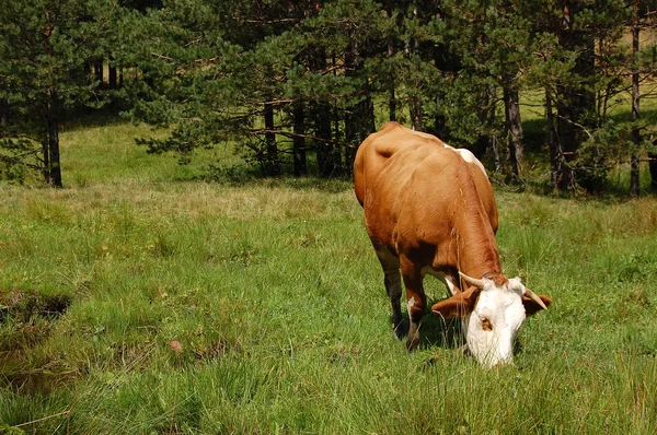 Mera üzerinde inek — Stok fotoğraf