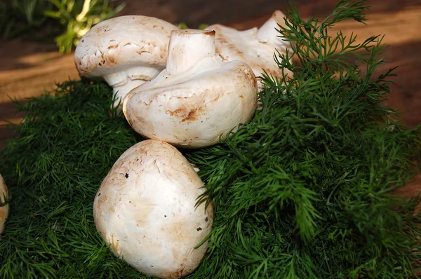 Paddenstoelen — Stockfoto