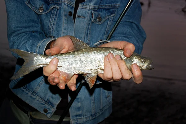 Asp fish — Stock Photo, Image