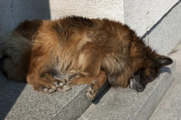 Perro durmiente — Foto de Stock