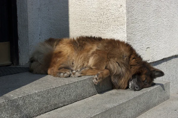 Perro durmiente — Foto de Stock