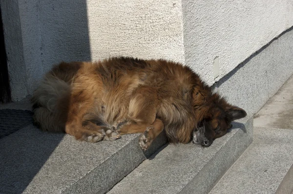 Perro durmiente — Foto de Stock