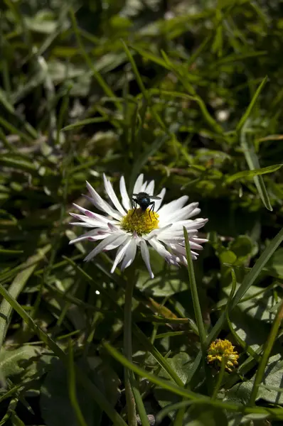 Çiçek üzerinde uçmak — Stok fotoğraf