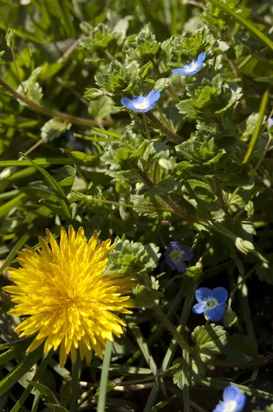 Paardebloem — Stockfoto