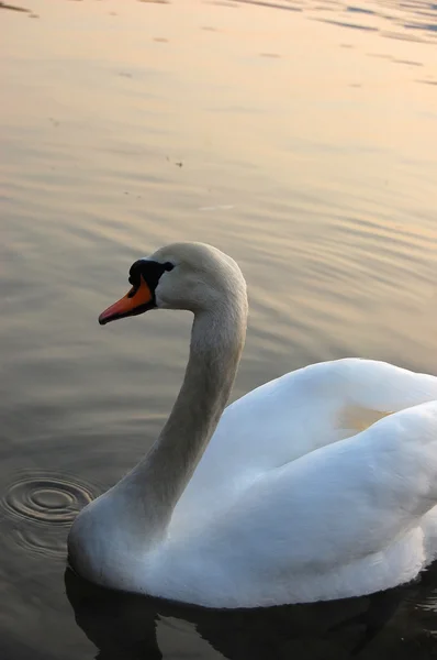 Cigno bianco — Foto Stock