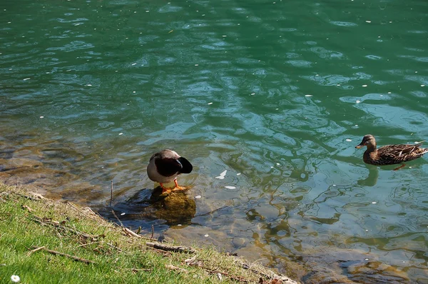 Pato-de-bico — Fotografia de Stock