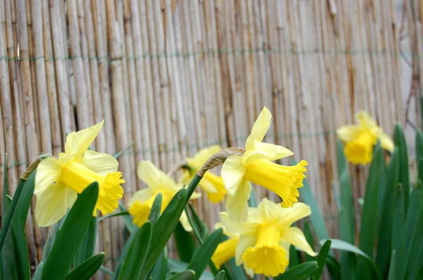 Narcissus bloem — Stockfoto
