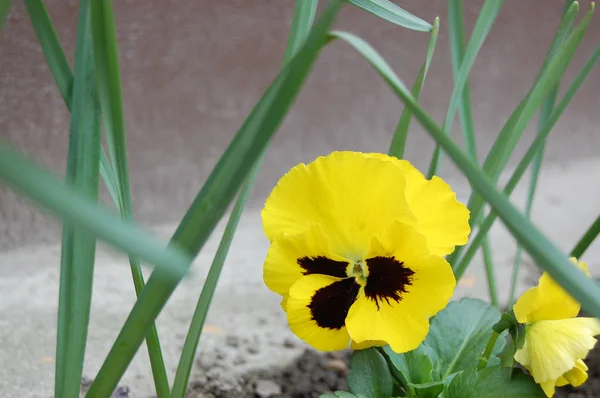 Gelbe Pansie — Stockfoto