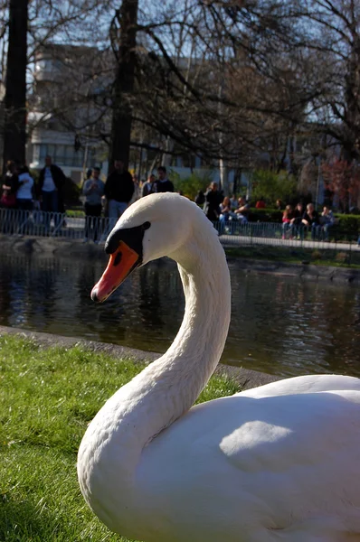 Cisne — Fotografia de Stock