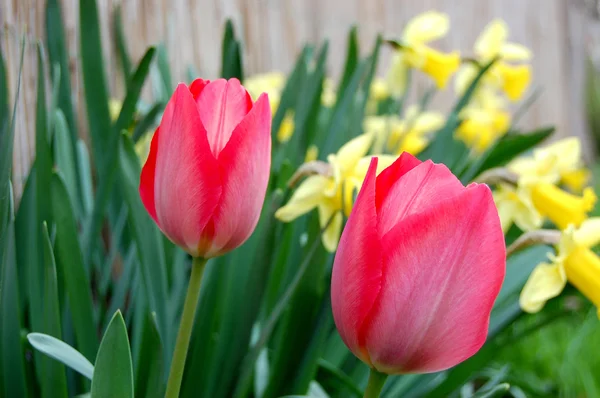 Tulpen — Stockfoto