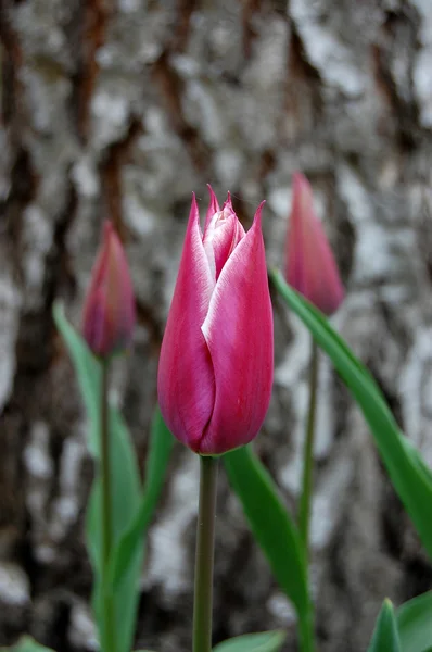 Tulipani — Foto Stock