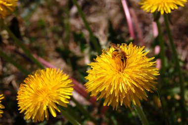 Kara hindiba ve arı