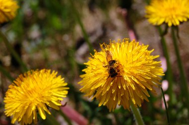 Kara hindiba ve arı