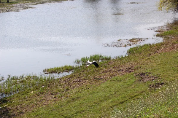 Stork — Stock Photo, Image