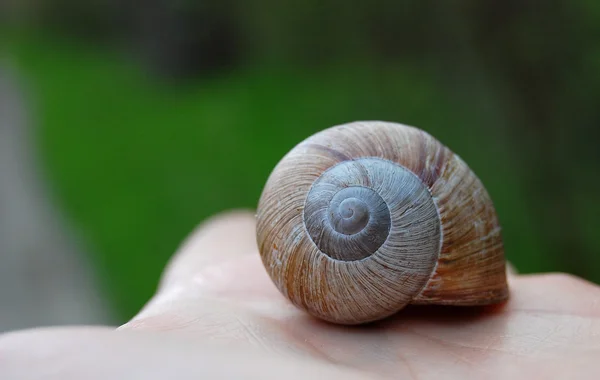 Caracol silvestre — Foto de Stock