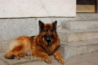 Alman çoban köpeği