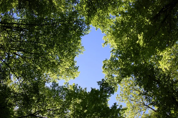 Wald — Stockfoto