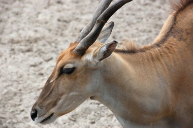 antilop eland