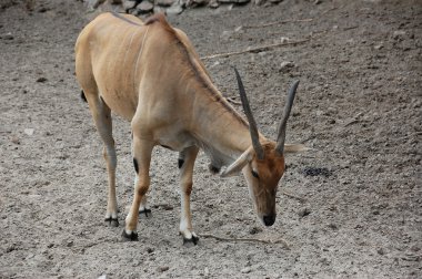 Antelope Eland clipart