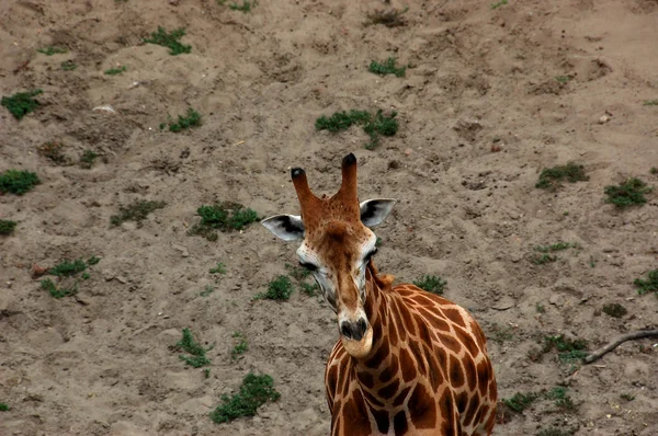 Girafa — Fotografia de Stock