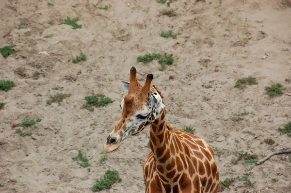 Girafa — Fotografia de Stock