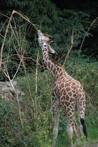 Giraffe — Stock Photo, Image