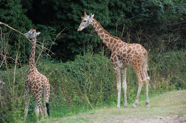 Girafa — Fotografia de Stock