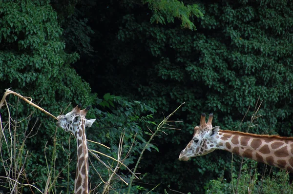 Giraffe — стокове фото