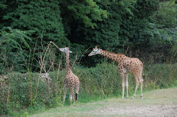 キリン — ストック写真