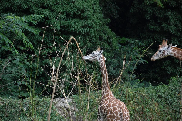 Giraffe — Stockfoto