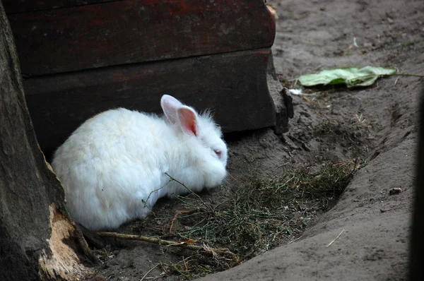 Conejo — Foto de Stock