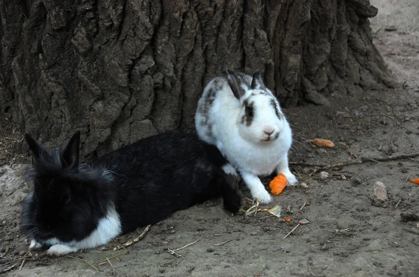 Kaninchen — Stockfoto