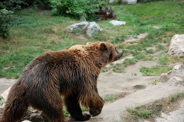 Bear — Stock Photo, Image