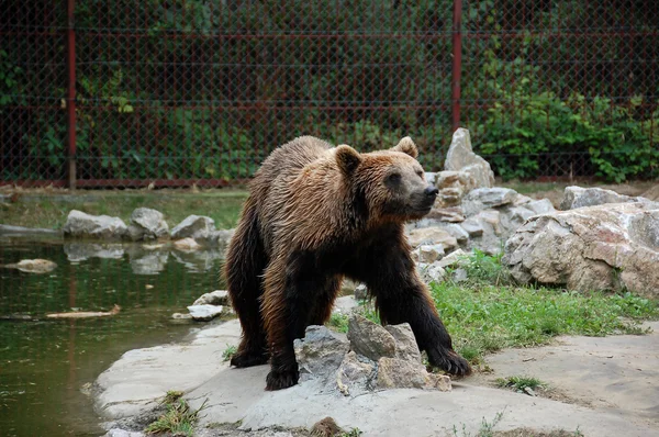 Bär — Stockfoto