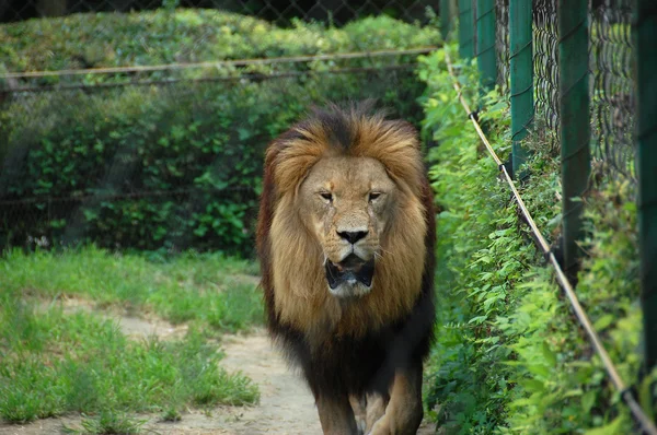 Lion — Photo