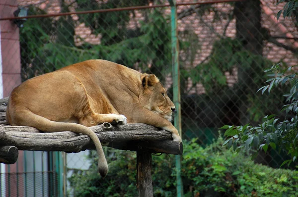 Leone. — Foto Stock