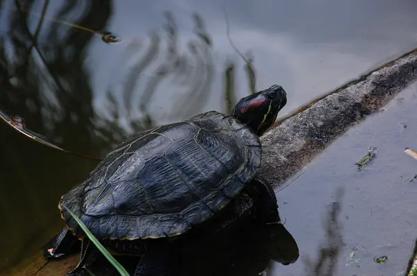 Schildpadden — Stockfoto