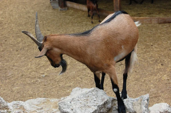 Goat — Stock Photo, Image