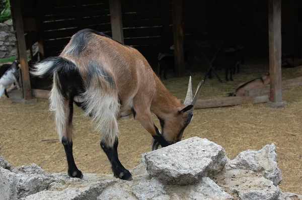 Keçi — Stok fotoğraf