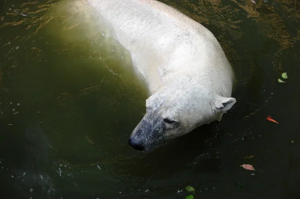 Kutup ayısı — Zdjęcie stockowe
