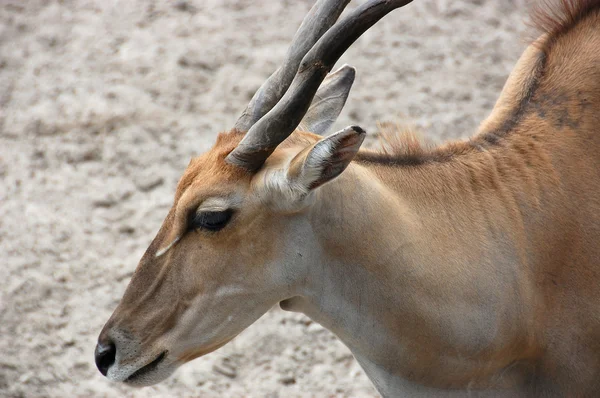 Antilope eland — Foto Stock