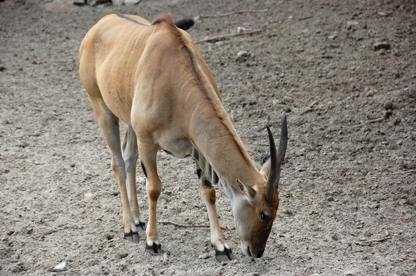 Antilope eland — Foto Stock