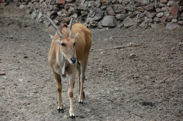 Antilope eland — Foto Stock