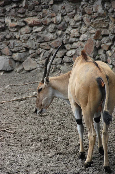 Antilop eland — Stok fotoğraf